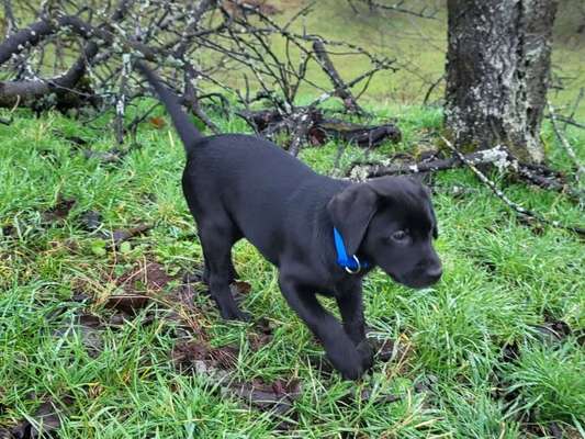 Hundetreffen-Junghunde Treffen Spiel mit Retrievern-Bild