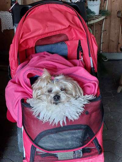 ✨ Hunde auf Weihnachtsmärkten – ja oder nein? ✨-Beitrag-Bild