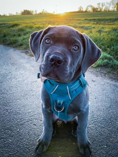 Dogorama Photo Challenge - Portrait-Beitrag-Bild