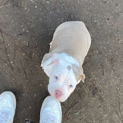 Hundetreffen-Welpentreffen im Westlichen-Bild