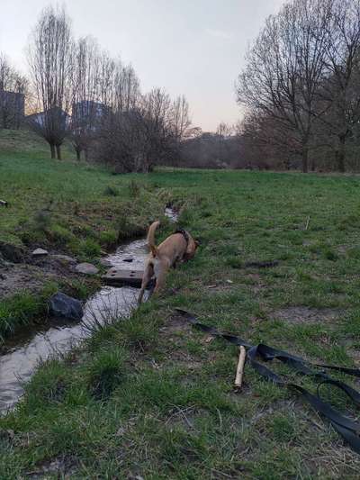 Fotochallenge No. 26                                     Wald und Wiese-Beitrag-Bild