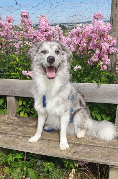 Zeigt mal eure border Collies :)-Beitrag-Bild