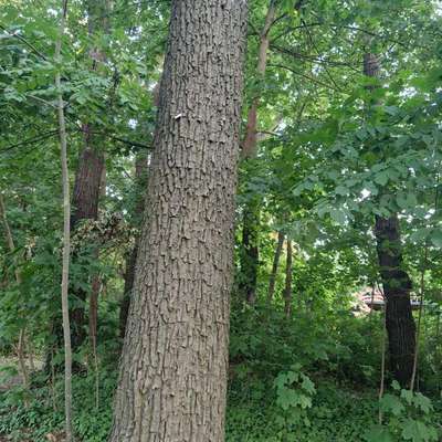 Giftköder-EPS-Bild