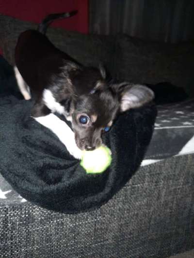 Wo sind die Chihuahua Besitzer ?-Beitrag-Bild