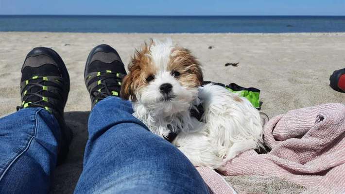 Dogorama-Monats-Challenge-Mai "Wasser"-Beitrag-Bild