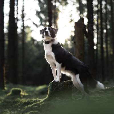Hundetreffen-Social Walk Gruppe-Profilbild