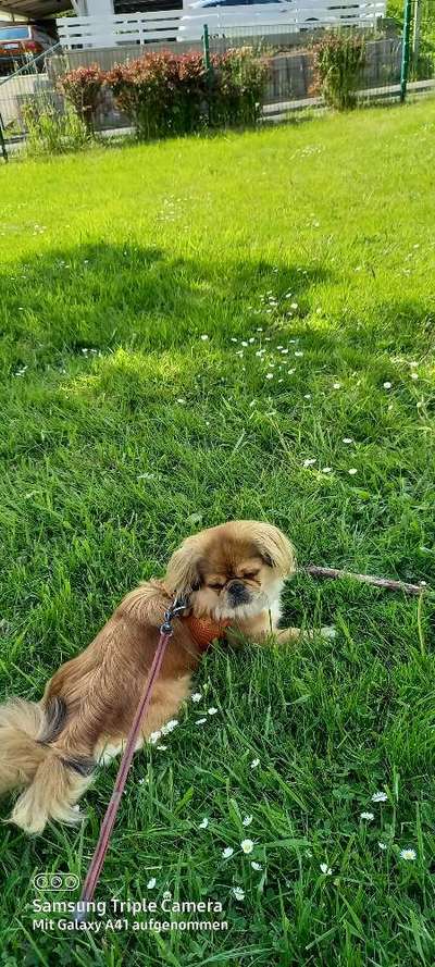 Fotochallenge 32 - Mein Schoßhündchen-Beitrag-Bild