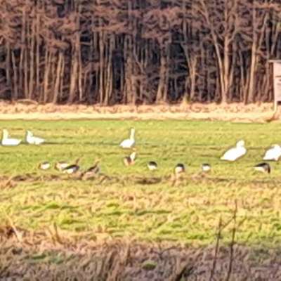 Hundeauslaufgebiet-Südheide NaturPark-Bild