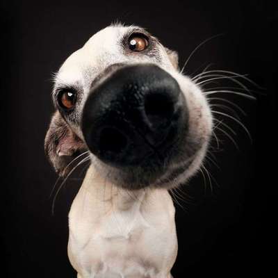 Warum Kadaver im Wald entsorgen?-Beitrag-Bild