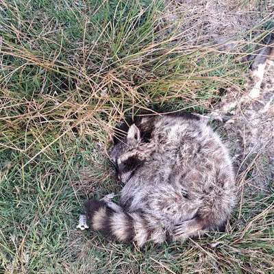 Warum Kadaver im Wald entsorgen?-Beitrag-Bild