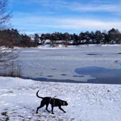 Hundeauslaufgebiet-Baggersee-Bild