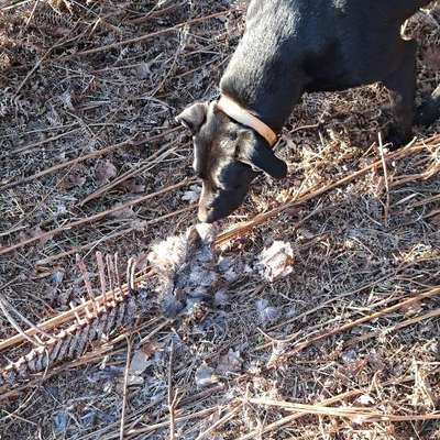 Warum Kadaver im Wald entsorgen?-Beitrag-Bild