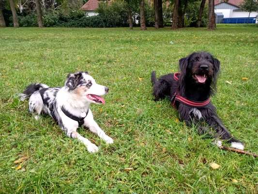 Hundetreffen-Erstes Kennen Lernen Treffen mit Lucky und Lumi-Bild