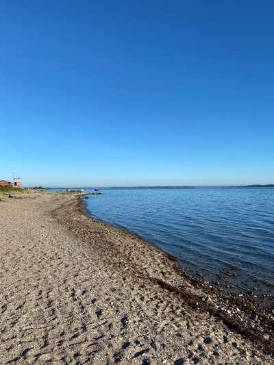 Hundeauslaufgebiet-Hundestrand Langballigau-Bild