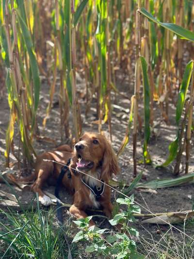 Hundetreffen-Socialwalk am 06.10-Bild