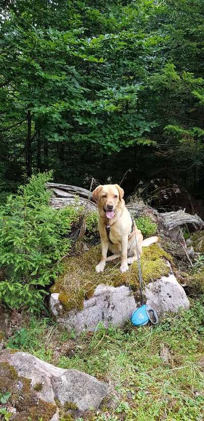 Labradorfans-Beitrag-Bild