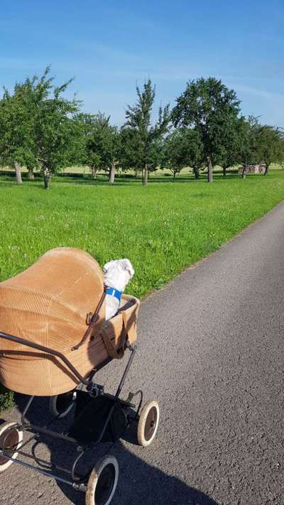 Hundebuggy-Beitrag-Bild