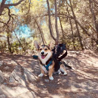 Hundetreffen-Watson sucht neue Freunde zum Spielen und Toben-Bild