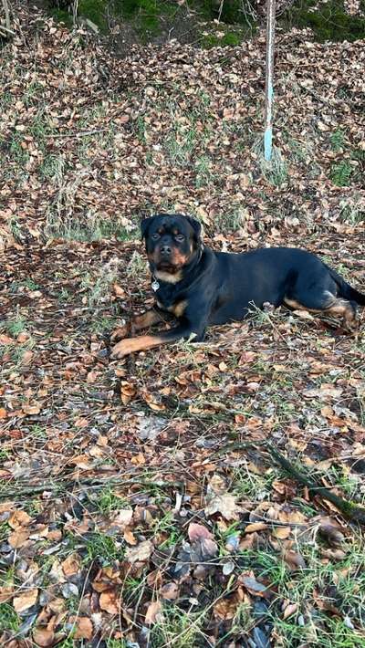 Hundetreffen-Suche Spielpartner oder Partnerin für Lucifer damit die sich austoben und mal auspowern können 🥹-Bild