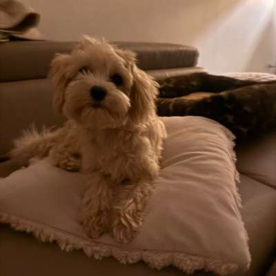 Hundetreffen-Kleine Spielpartner gesucht!-Bild