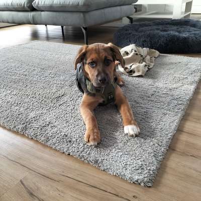 Beagle mischlinge!!-Beitrag-Bild