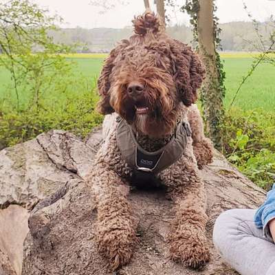 Hundetreffen-Gassi-/Spielfreunde gesucht-Bild