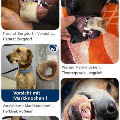 Analdrüsen-Beitrag-Bild