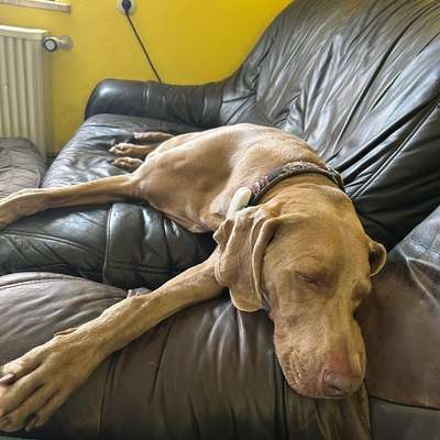 Jagdhund glücklich machen – was sind eure Ideen?-Beitrag-Bild