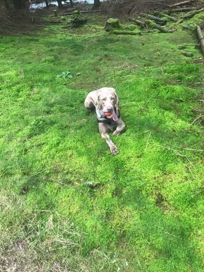 Weimaraner-Beitrag-Bild