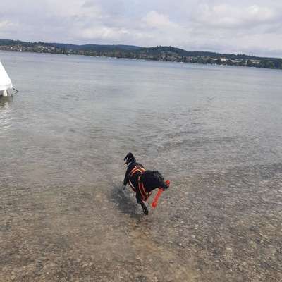 Hundetreffen-Spielrunde, Gassi treffen