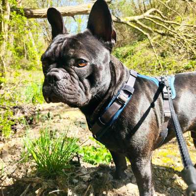 Französische Bulldoggen-Beitrag-Bild