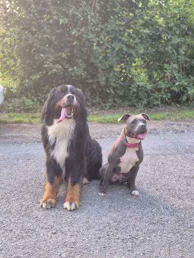 Hundetreffen-Suchen Spiel- und Trainingpartner-Bild