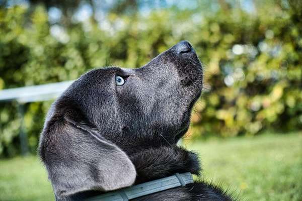 Labradorfans-Beitrag-Bild