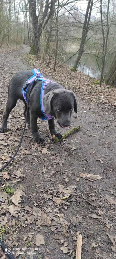 Rassenspezifische Farbbezeichnungen.... was ist euer Hund ? -)-Beitrag-Bild