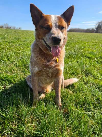 Australian Cattle Dog-Beitrag-Bild