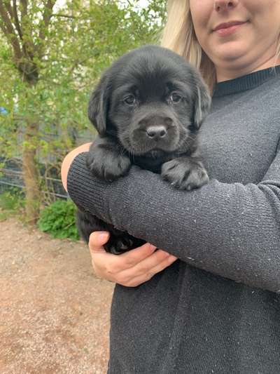 Welpen Bilder !-Beitrag-Bild