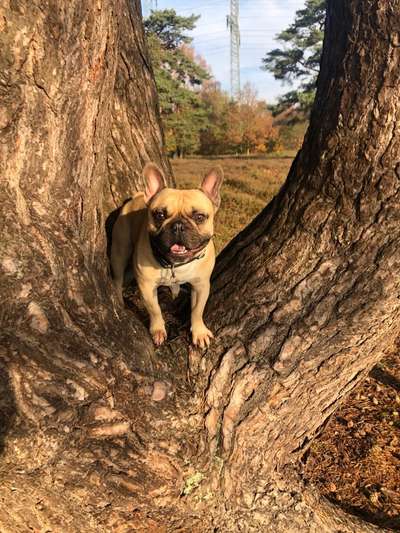 Die Dogorama Kalender Challenge Teil 1/4-Beitrag-Bild