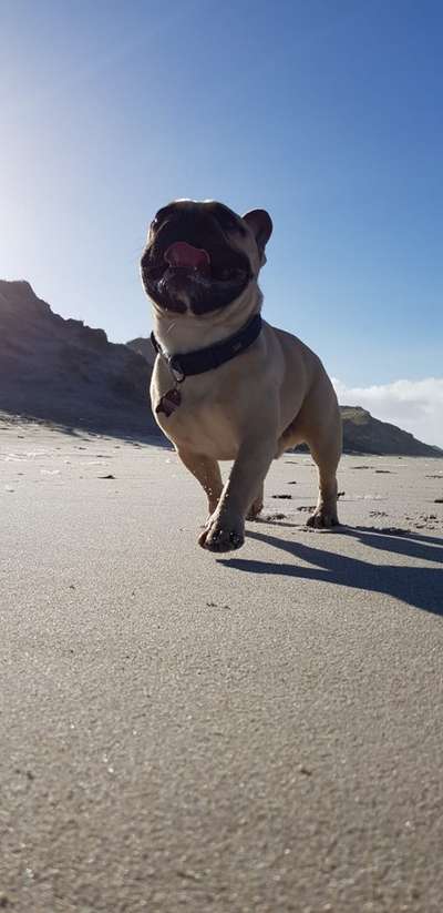 Die Dogorama Wochen Challenge: “Dein Hund im Urlaub”-Beitrag-Bild