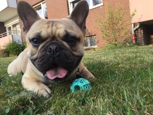 Französische Bulldoggen-Beitrag-Bild