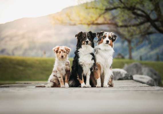 Hundetreffen-Die (Aussie) Gang-Bild