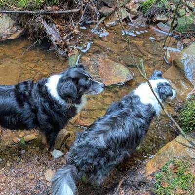 Hundetreffen-Entspannte Spaziergänge für alte Hunde.-Bild