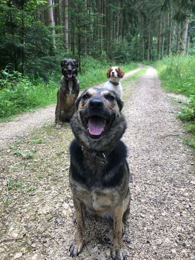 Hundetreffen-Hundebegegnungen üben-Bild