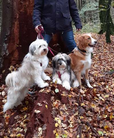 Wald Bild-Beitrag-Bild