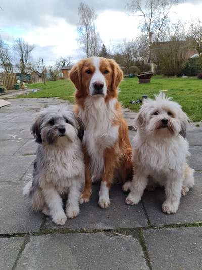 Mehrere Hunde zuhause !-Beitrag-Bild