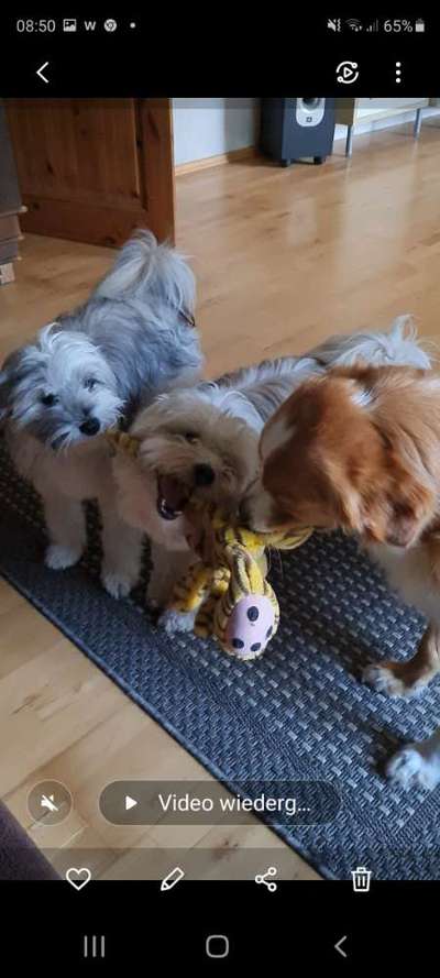 Bester Freund, Hundekumpel - zeigt her!-Beitrag-Bild