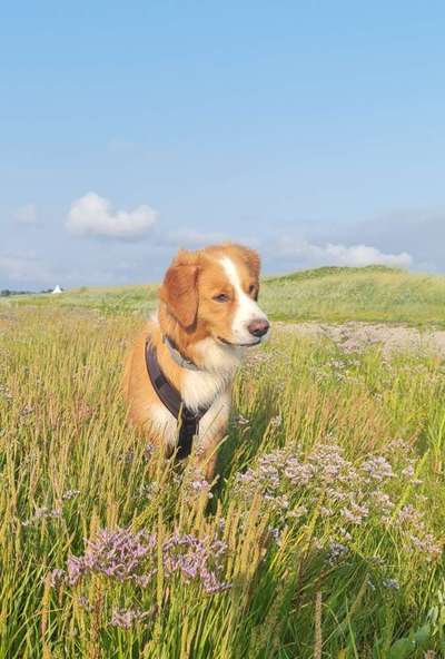 Fotochallange 63: "Dein blühendes Hündchen"-Beitrag-Bild