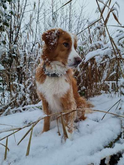 Foto Challenge Nr.: 114
Hunde im Schnee-Beitrag-Bild
