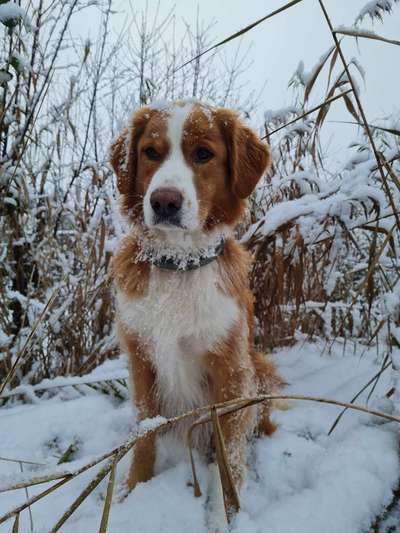 Dogorama Photo Challenge - Winterstimmung-Beitrag-Bild