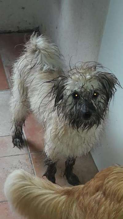 FOTOCHALLENGE 72 - Glücklicher Hund im Schmuddel-Look-Beitrag-Bild