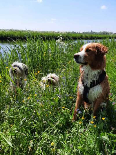 Die Dogorama Monats Challenge "Es grünt und blüht"-Beitrag-Bild